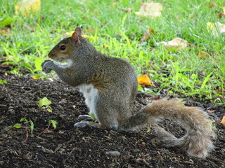 Obraz premium Gros plan sur un écureuil, assis sur le sol dans un parc grignotant.
