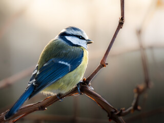 Obraz premium A blue tit perched on a bare branch in soft morning light. Sharp details and creamy background highlight the bird’s vibrant colors, creating a peaceful wildlife scene in a natural setting.