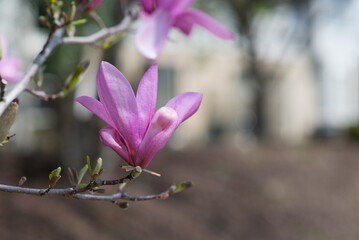 Pink magnolia with blurred background