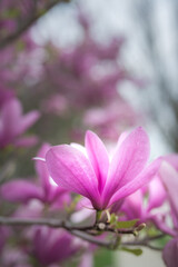 Pink magnolia with blurred background