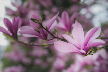 Pink magnolia with blurred background