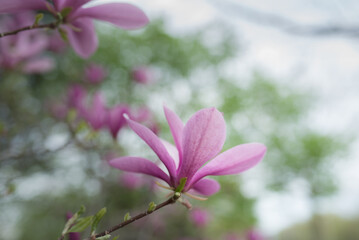 Pink magnolia with blurred background
