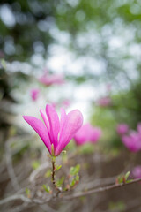 Pink magnolia with blurred background