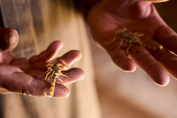 spider on a hand