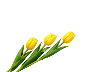 Obraz premium Three yellow flowers with green stems and leaves are positioned diagonally against a plain white background