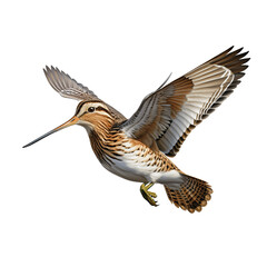 snipe, in flight, game, bird, forest, wild, hunting, to hunt, nature, on the move, on the ground