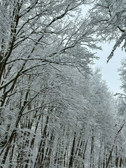 trees in snow