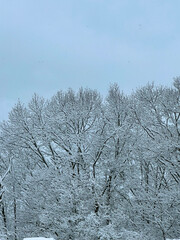 snow covered trees