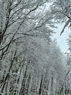 trees in snow