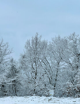 snow covered trees
