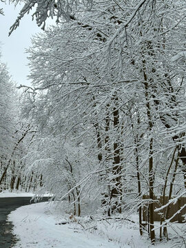 snow covered trees in winter
