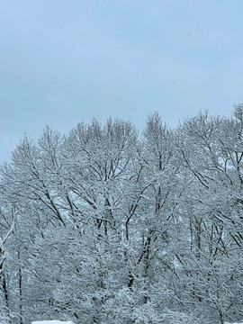 snow covered trees