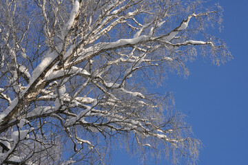 Snow-covered branches of a deciduous tree against a clear blue sky, showcasing winter scenery and natural beauty in a serene outdoor environment