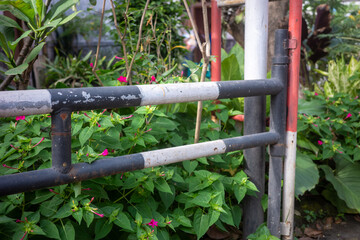 garden hose pipe and hose