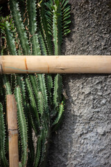 cactus in the desert