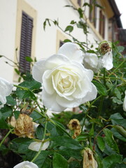 Fototapeta premium Rose blanche romantique épanouie dans un jardin devant une façade de maison ancienne.