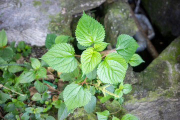 green leaves in the forest
