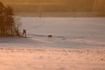 Żubr (Bos bonasus), wisent © Bartosz Rakoczy
