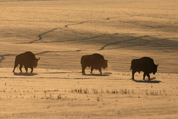 Żubr (Bos bonasus), wisent © Bartosz Rakoczy