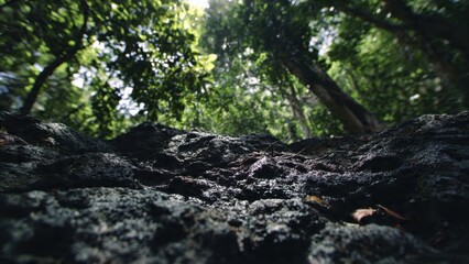 Obraz premium Lush Tropical Forest Floor Close-Up