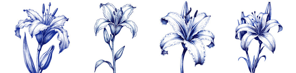 Set of Vintage sketch of lilies in blue ink for International Women's Day  