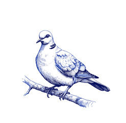 Vintage sketch of a pigeon perched on a branch in blue ink  