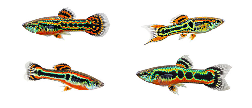 A vibrant collection of four male Endlers guppy fish isolated on a clean white background.
