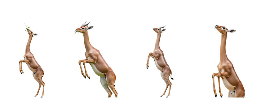 Anatomical illustration showing the muscle structure of a giraffe in four rearing poses.