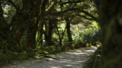Fototapeta premium Mossy Forest Path