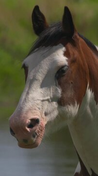 Horse portrait close up flared nostrils