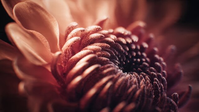 Copper Chrysanthemum Flower Close-Up