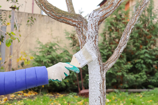 the gardener paints the tree with whitewash to protect it from fungus and diseases. pest control, gardening concept.