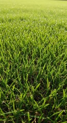 Fototapeta premium A perfect, manicured expanse of vibrant green lawn grass, viewed closely, showcasing rich texture and healthy growth under daylight, bright, golf, vibrant