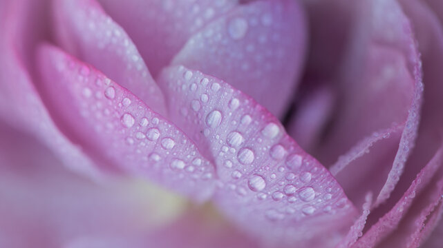 close up background of pink ranunculus or peony flower with waterdrops on petals