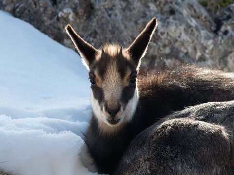 Camoscio delle Alpi (Rupicapra rupicapra)