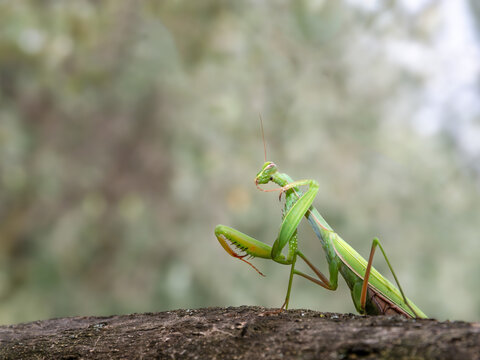 Mantide religiosa (Mantis religiosa)