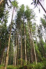 Naklejka premium European spruce (Picea abies) grows in the mountainous Carpathians in Ukraine