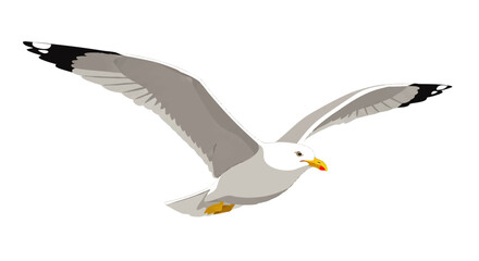 Naklejka premium Seagull Flying with Outstretched Wings Illustration.