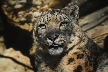 Obraz premium Snow leopard (Panthera uncia) detail portrait