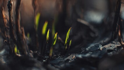 New life sprouting after fire