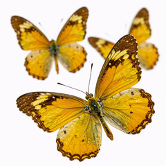 Two isolated, beautiful yellow butterflies (Vindula erota), each with spread wings and in flight against a white background