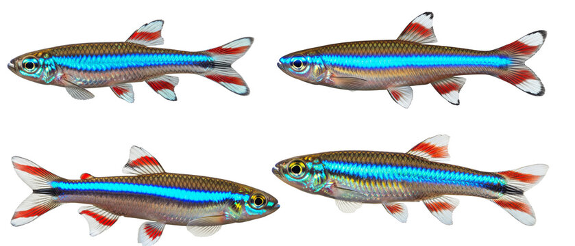 Collection of four neon tetra fish isolated on a white background.