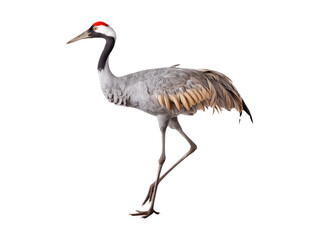 Fototapeta premium Crane bird standing cutout on transparent background