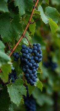 Nahaufnahme reifer blauer Weintrauben, die an einem sonnigen Herbsttag im Weinberg zwischen gr&uuml;nen Bl&auml;ttern h&auml;ngen und zur Lese bereit sind, Weinrebe, Dolden, Reif