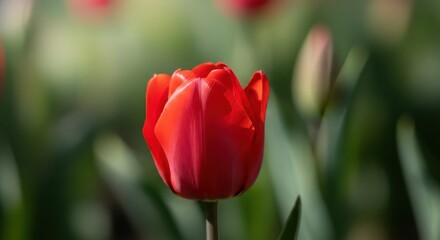 Single vibrant red tulip bloom in soft sunlight, showcasing the beauty of spring.