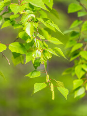 Birch branches with fresh green leaves and seeds. Birch tree branch, Betula pendula.