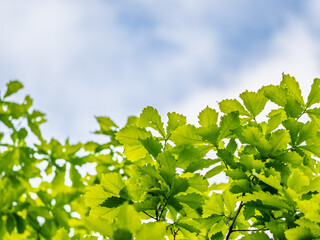 Green oak leaves background. Plant and botany nature texture. green oak leaves in woods