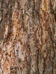 Obraz premium The bark of an old tree. Larch bark.