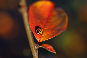 Ladybug on red autumn leaf closeup