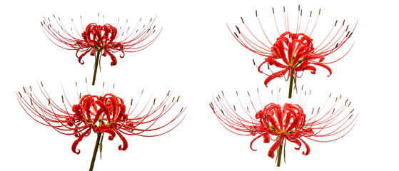 Collection of four vibrant red spider lily flowers isolated on a white background.